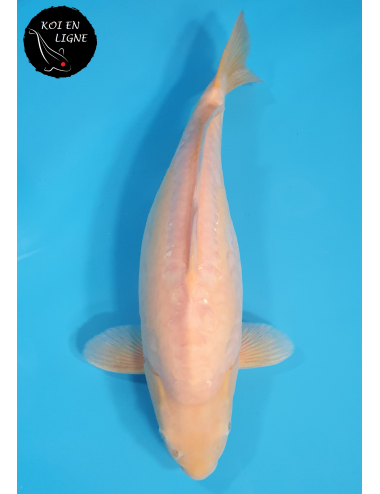 Doitsu Karashigoi Linéaire lignée Marudo