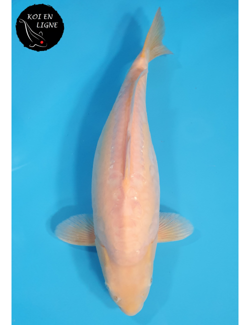 Doitsu Karashigoi Linéaire lignée Marudo