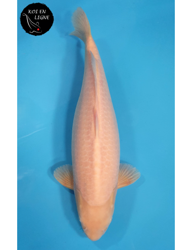 Karashigoi Akame Lignée Marudo