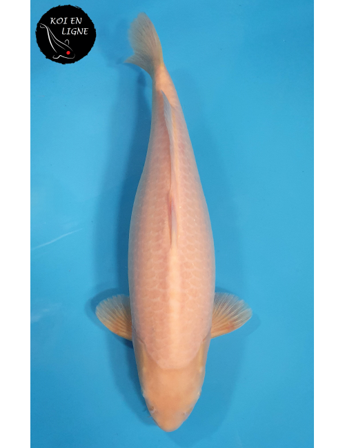 Karashigoi Akame Lignée Marudo