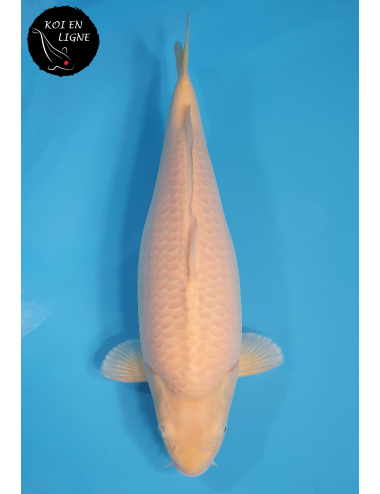 Karashigoi Lignée Marudo