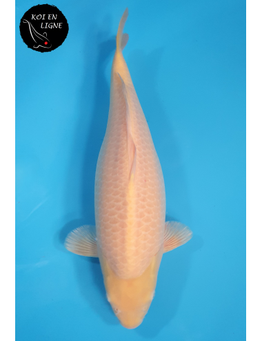 Karashigoi Akame Lignée Marudo