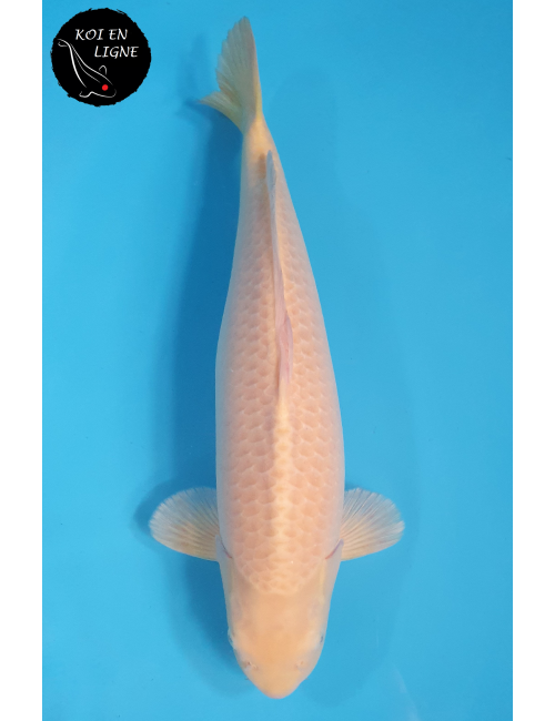 Karashigoi Lignée Marudo