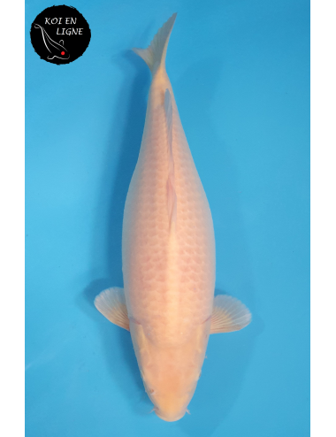 Karashigoi Lignée Marudo