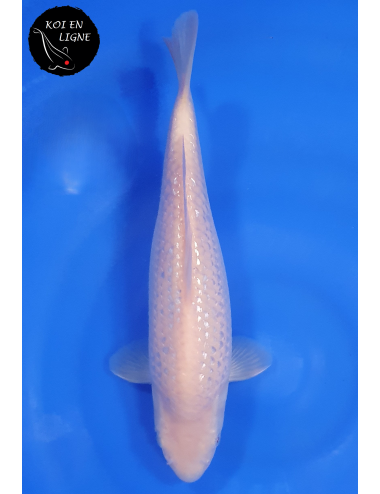 Ginrin Karashigoi Akame