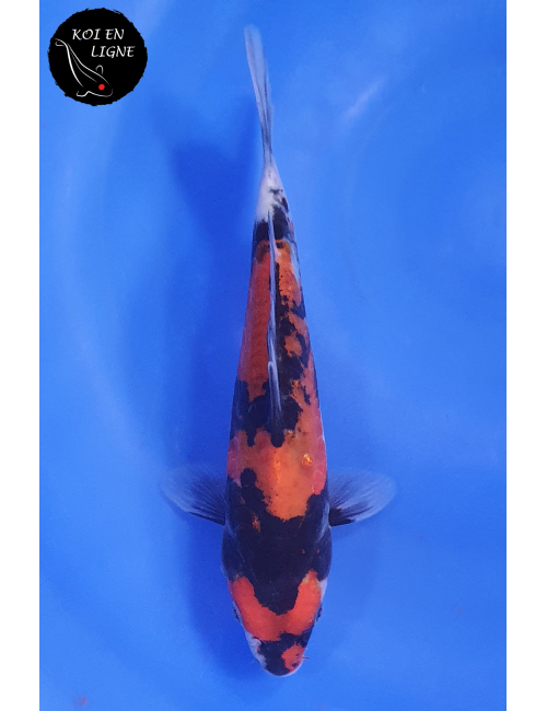 Doitsu Hi Showa Linéaire