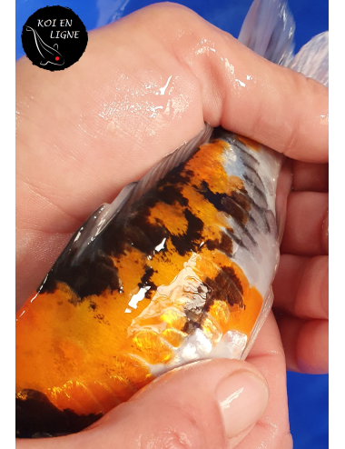 Doitsu Hi Showa Linéaire