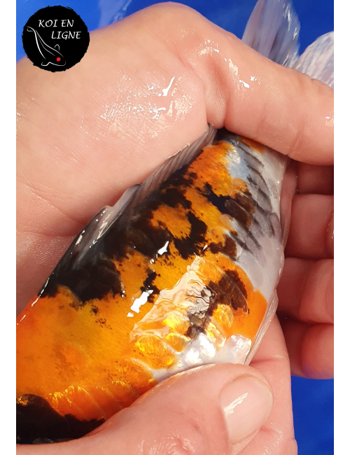 Doitsu Hi Showa Linéaire