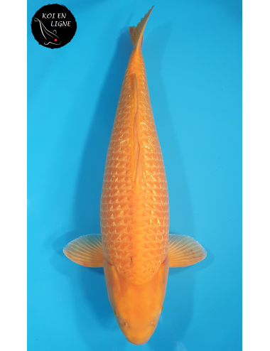 Ginrin Karashigoi Akamé