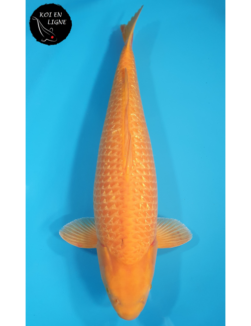 Ginrin Karashigoi Akamé