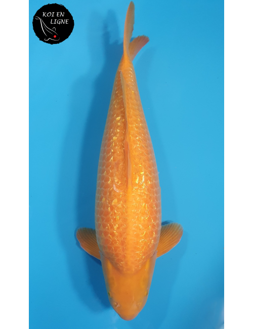 Ginrin Karashigoi Akamé