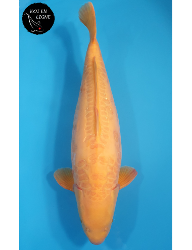 Doitsu Karashigoi Akamé