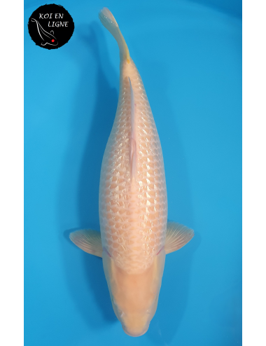 Ginrin Karashigoi Akame