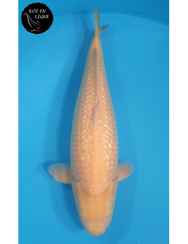 Ginrin Karashigoi Akame