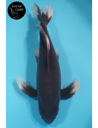 Doitsu Karasugoi Linéaire Voile