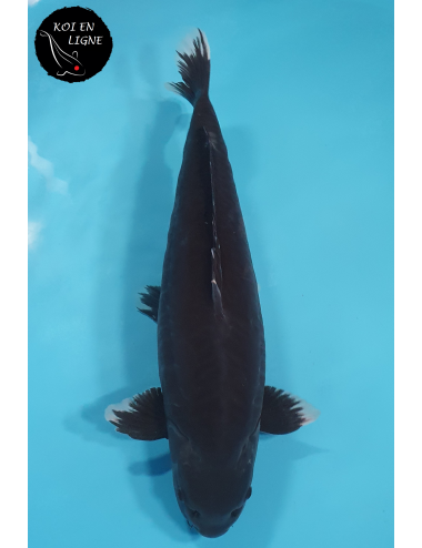 Doitsu Karasugoi Linéaire