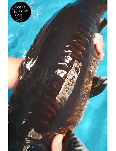 Doitsu Karasugoi Linéaire