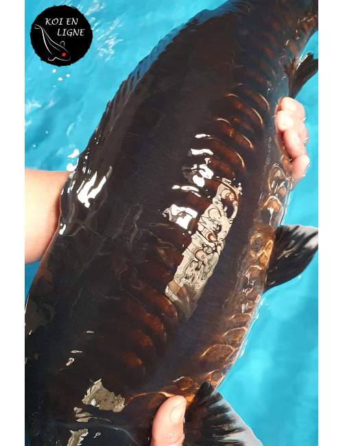 Doitsu Karasugoi Linéaire