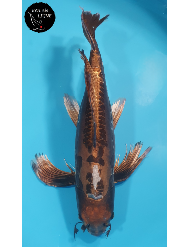 Ki Kikokuryu Linéaire Voile