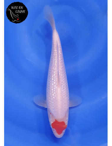 Ginrin Tancho Kohaku