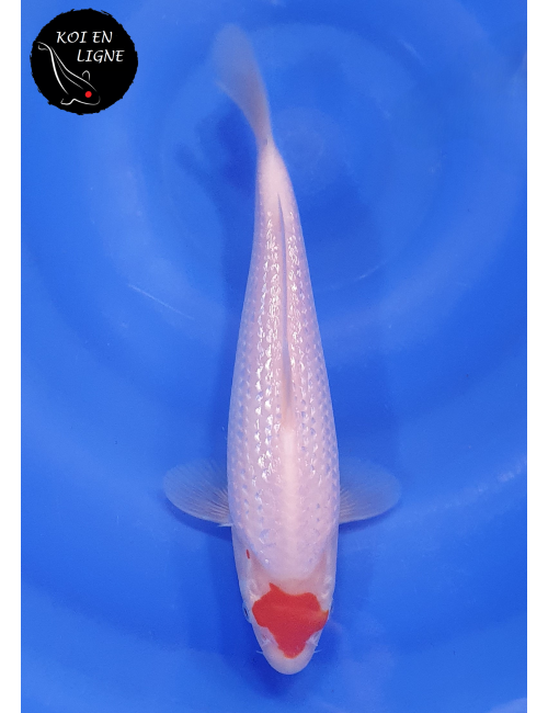 Ginrin Tancho Kohaku