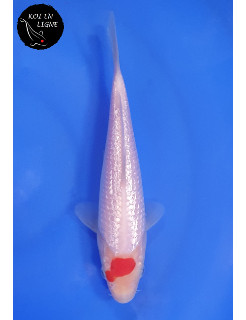 Ginrin Tancho Kohaku 2ème Prix FKS 2025