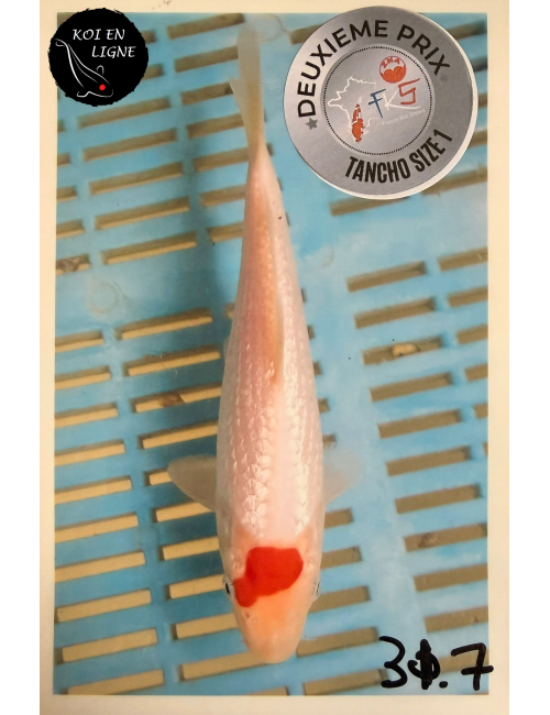 Ginrin Tancho Kohaku 2ème Prix FKS 2025