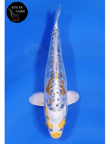 Ginrin Aragoke Ki Kikokuryu