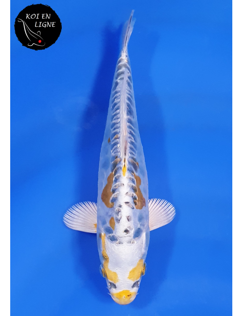 Ginrin Aragoke Ki Kikokuryu