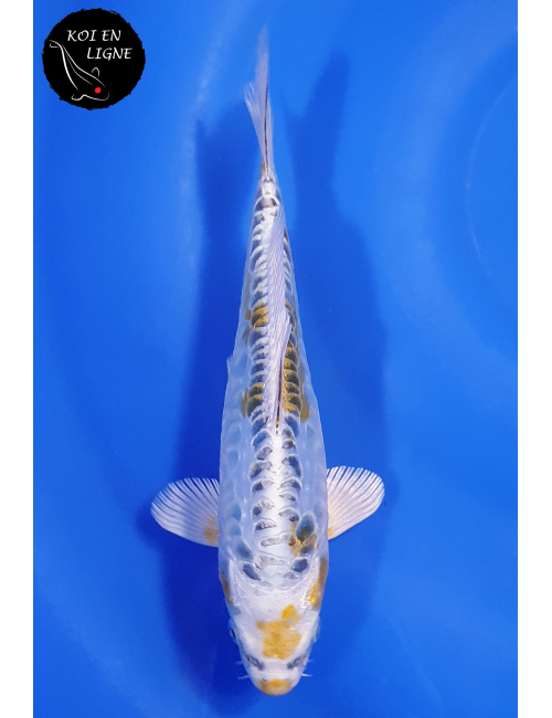 Ki Kikokuryu Linéaire