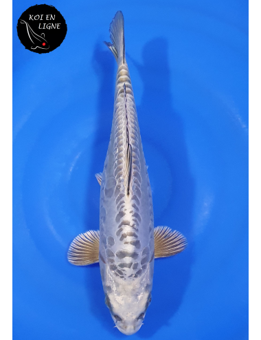 Doitsu Kabuto Linéaire