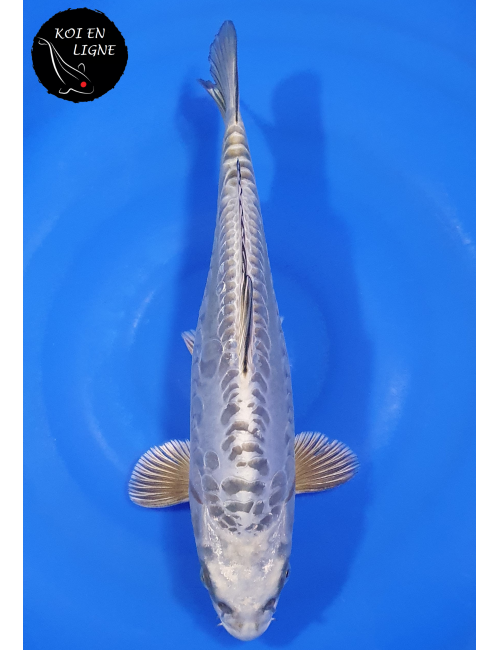 Doitsu Kabuto Linéaire