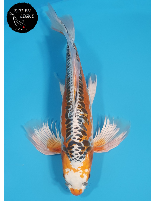 Aragoke Ki Kikokuryu Voile