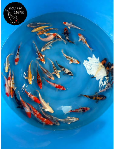 Lot de 5 Tosai Premium