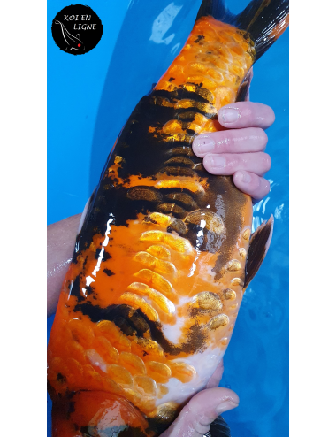 Doitsu Hi Showa Aragoke