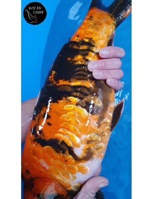 Doitsu Hi Showa Aragoke