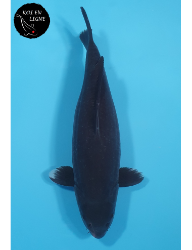 Doitsu Karasugoi Linéaire