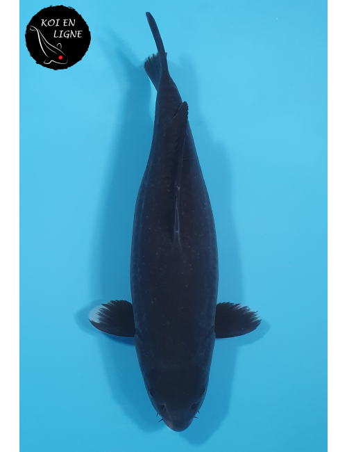 Doitsu Karasugoi Linéaire