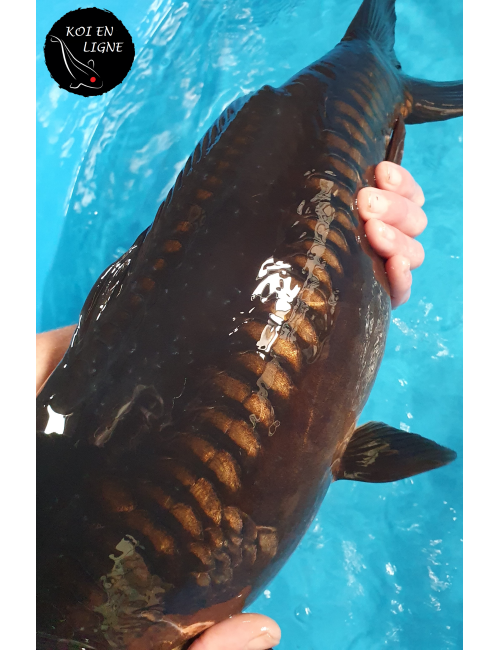 Doitsu Karasugoi Linéaire