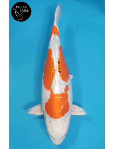 Doitsu Yamatonishiki