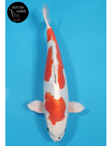 Doitsu Yamatonishiki