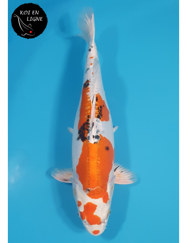 Doitsu Yamatonishiki