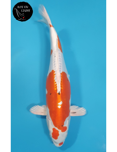 Doitsu Yamatonishiki