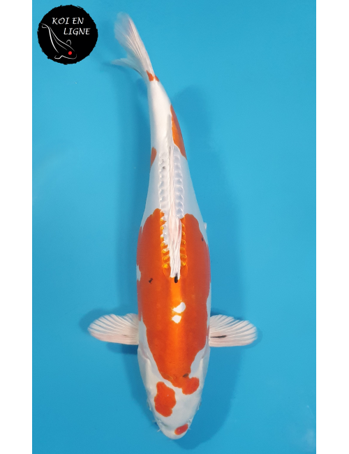 Doitsu Yamatonishiki