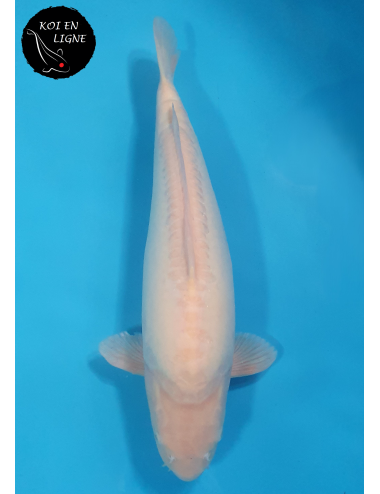 Doitsu Karashigoi lignée Marudo