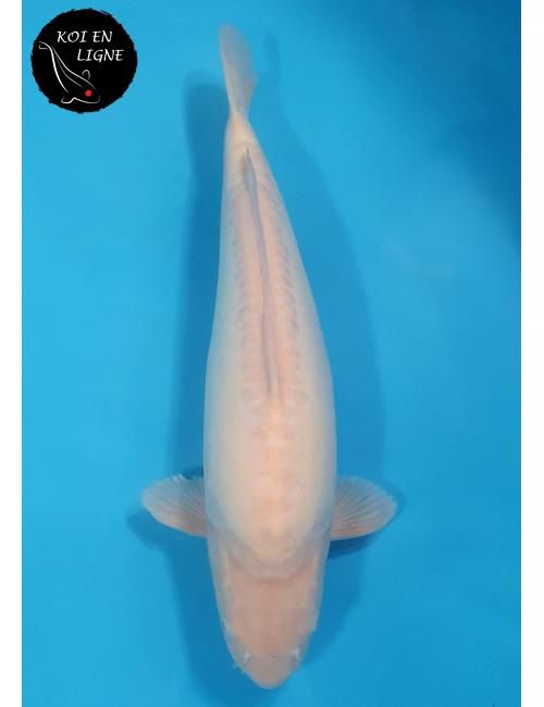 Doitsu Karashigoi lignée Marudo