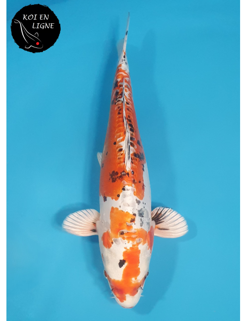 Doitsu Yamatonishiki