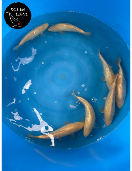 Lot de 3 Tosai Ginrin Karashigoi Lignée Marudo