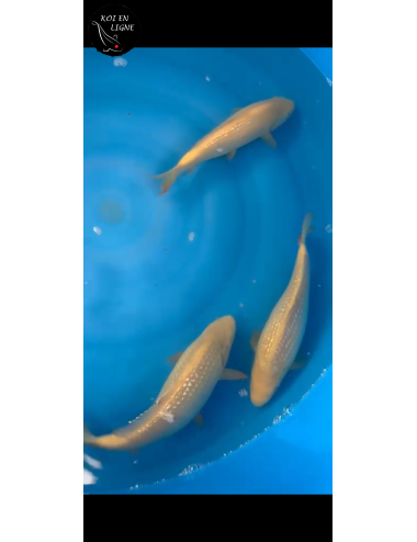 Mix Tosai Ginrin Karashigoi Lignée Marudo