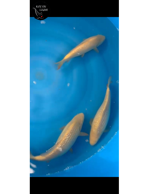 Mix Tosai Ginrin Karashigoi Lignée Marudo